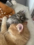 Котенце , снимка 11