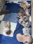 American BullyXL кученца , снимка 4