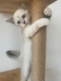 Британски късокосмести котета, снимка 5