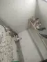 Японски амадини. , снимка 1