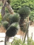 Уникална студоустойчива дървовидна юка Yucca filifera , снимка 1
