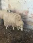 Продавам овен 2 бр, снимка 3