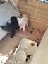 померан шпиц немски кръстоска , снимка 3