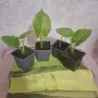 Трилистник растение, снимка 1