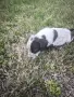 *кученца спешно*, снимка 5