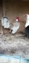 Продавам петле Розкомб , снимка 4