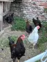 Ярки и кокошки! , снимка 10