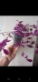 Традесканция, tradescantia Pink Paradise, снимка 4