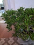 Продавам Красула, снимка 3