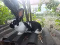 Гъски патици зайци , снимка 7