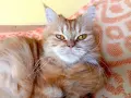 Котката ТЪРСИ Риж, дългокосмест котарак за партньор 🐾 , снимка 1