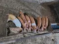 Малки прасенца на 50 дни, снимка 2
