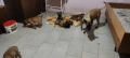 Белгийска овчарка малиноъу, снимка 7