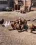 ломан браун носачки, снимка 2