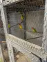 продавам папагали малак александар ирозовобузи неразделки, снимка 4