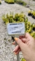 Евонимус Ауреа, Euonymus Japonica Aurea, снимка 11