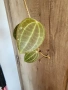 Хоя Latifolia, снимка 3