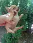 Чистокръвни мини чихуахуа , снимка 3