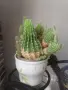 Красиви кактуси, снимка 6
