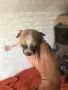 малки пинчерчета, снимка 4