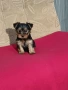 Йоркширски териер мини , снимка 10