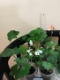 Комплект вкоренени резници Мушкато 10 бр - 10 цвята , снимка 3