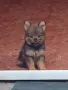 Продавам  мини шпиц, снимка 1