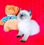 Шотландско мъжко Скоттиш Страйт. , снимка 4