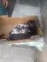 Подарявам котета , снимка 6