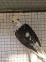 Различни видове птици някой от птиците са полово зрели , снимка 3