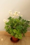 Каланхое, Kalanchoe sp., форма с бели цветове, снимка 2