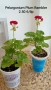 Сортово мушкато Pelargonium Plum Rambler , снимка 5