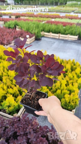 Червенолистна Смрадлика, Cotinus Royal purple или още Тетра!!!, снимка 7 - Градински цветя и растения - 54657841