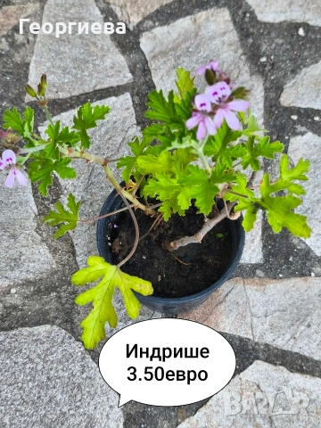 стайни растения , снимка 2 - Стайни растения - 54944702