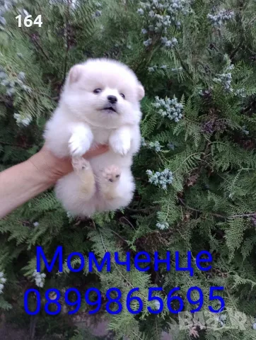 Бяло момченце. Померан. , снимка 5 - Померан - 55342313