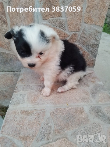 продавам болонка, снимка 2 - Болонка - 54281834