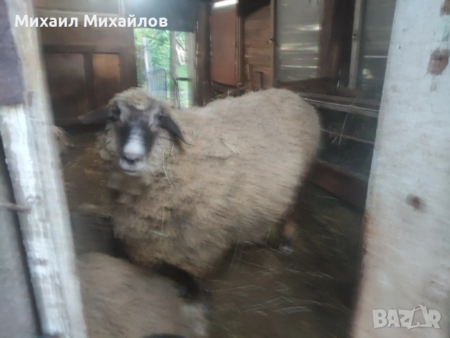 продава се Коч, снимка 3 - Овце - 54928155