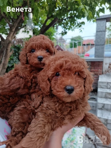 Pudel toy/Пудел той, снимка 2 - Пудели - 54610960