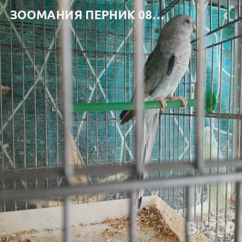 поен папагал женски син
