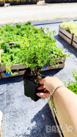 Потентила, Potentilla fruticosa 'Daydawn', студоустойчива и многогодишна, снимка 7 - Градински цветя и растения - 54795646