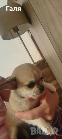 чихуахуа 