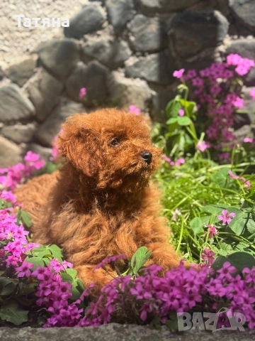 Пудел Той/Poodle Toy, снимка 2 - Пудели - 54819736