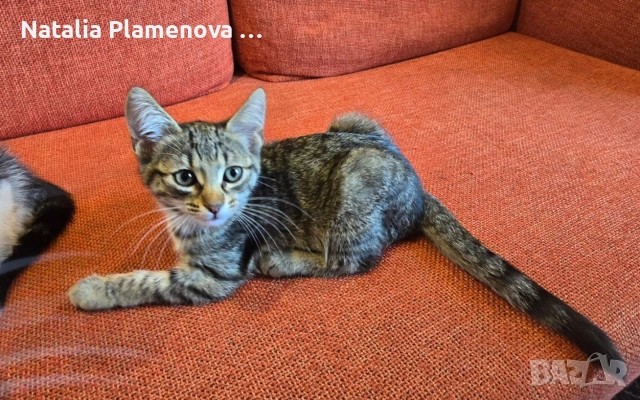 Супер котета британчета!!!, снимка 16 - Британска късокосместа - 54821461