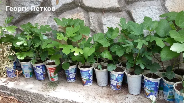 Смокини разсад в кофичка, с височина 30-40см.-5 €/бр., снимка 6 - Градински цветя и растения - 53882518