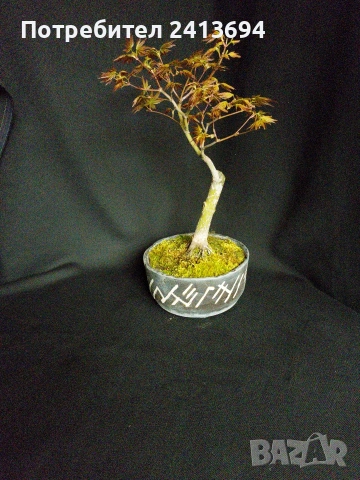 бонсай японски клен bonsai Acer palmatum , снимка 3 - Градински цветя и растения - 54180116