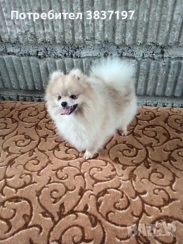мъжки на 8 месеца , снимка 2 - Померан - 54030872
