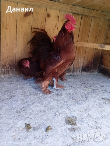 Холандска гащата, снимка 5 - други­ - 54248352