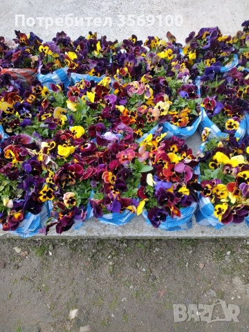 Продавам теменужки, снимка 2 - Градински цветя и растения - 54097350