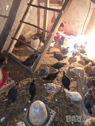 продавам селски пилета 