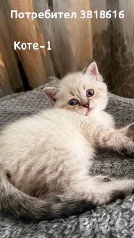 Британски котета 